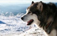 Cum malamute tolerează căldura, deoarece malamutul suferă căldură