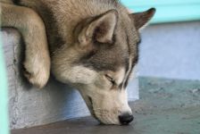 Cum malamute tolerează căldura, deoarece malamutul suferă căldură