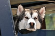 Cum malamute tolerează căldura, deoarece malamutul suferă căldură