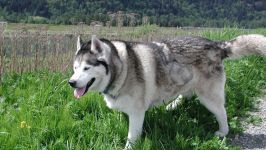 Cum malamute tolerează căldura, deoarece malamutul suferă căldură