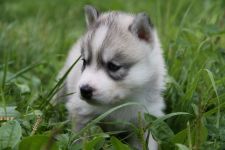 Cum malamute tolerează căldura, deoarece malamutul suferă căldură