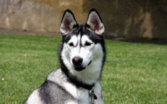 Cum malamute tolerează căldura, deoarece malamutul suferă căldură