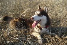 Cum malamute tolerează căldura, deoarece malamutul suferă căldură