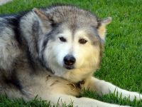 Cum malamute tolerează căldura, deoarece malamutul suferă căldură