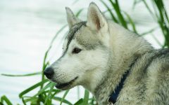 Cum malamute tolerează căldura, deoarece malamutul suferă căldură