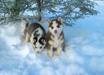 Cum malamute tolerează căldura, deoarece malamutul suferă căldură