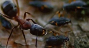 Cum furnicile găsesc mâncare