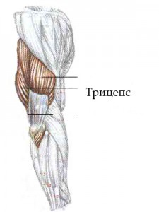 Cum să pompezi tricepsul