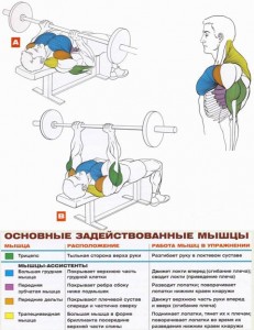 Cum se pompează tricepsul 1