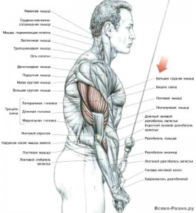 Як накачати трицепс 1