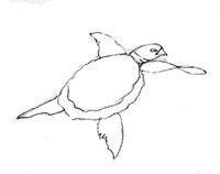 Cum să desenezi o broască țestoasă - dezvoltarea unui logo și a unei identități corporatiste, crearea de site-uri la cheie