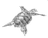 Як намалювати черепаху - розробка логотипу та фірмового стилю, створення сайтів під ключ