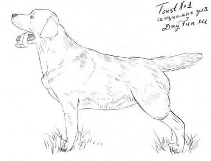Cum de a desena un recuperator labrador în creion în etape - desene de lecție - utile pe artsphera