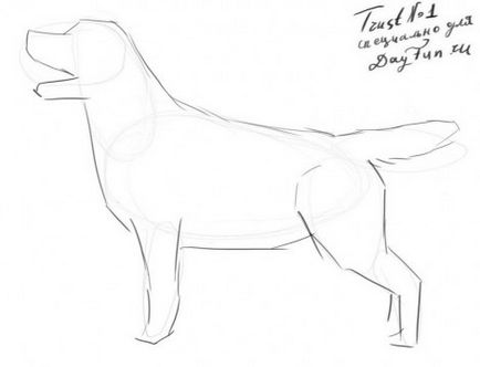 Cum de a desena un recuperator labrador în creion în etape - desene de lecție - utile pe artsphera