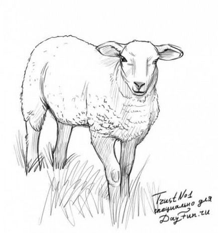 Як намалювати овечку олівцем поетапно - уроки малювання - корисне на artsphera
