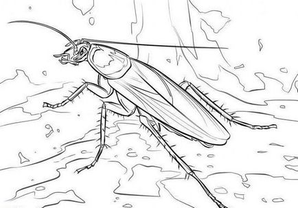 Cum de a desena un gândac simplu și rapid
