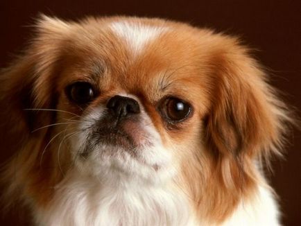 Cum de a numi o fată Pekingese