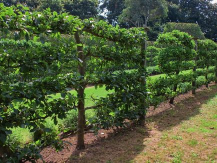 Cum să tăiați tufele de fructe și fructe de pădure tunderea video și formarea tufișurilor în grădină