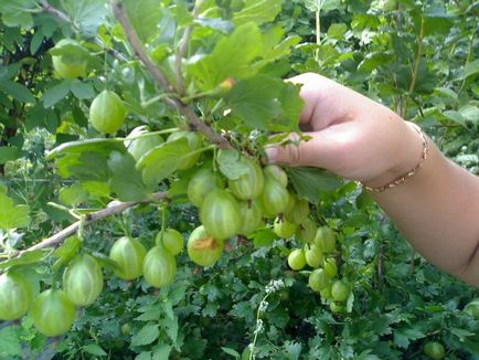 Cum să tăiați tufele de fructe și fructe de pădure tunderea video și formarea tufișurilor în grădină