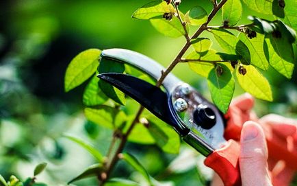 Як обрізати плодово-ягідні чагарники відео обрізки та формування кущів в саду