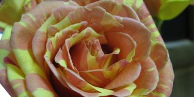 Як відрізнити кущові троянди від плетистих і як їх обрізати до зими відповіді експертів