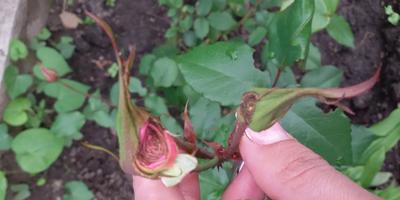 Cum să distingi trandafirii de la tufișuri și cum să le tăiați până la iarnă