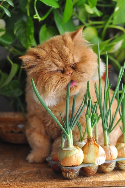 Hogyan elválaszt macska eszik zöldhagyma