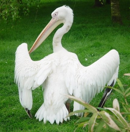 Cum pelicanii pradă păsărilor