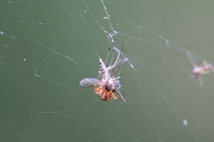 Як павук комаром пообідав - михайло соколів