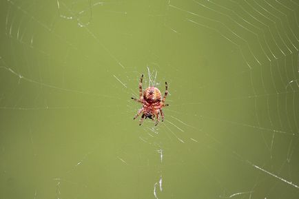 Cum păianjenul a mâncat cu un țânțar - șoimii lui Mikhail