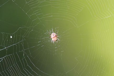 Cum păianjenul a mâncat cu un țânțar - șoimii lui Mikhail