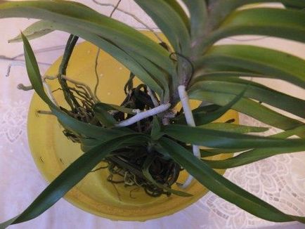 Cum să transplantați o orhidee în casă prin transplantarea corectă a falenopsisului, video video