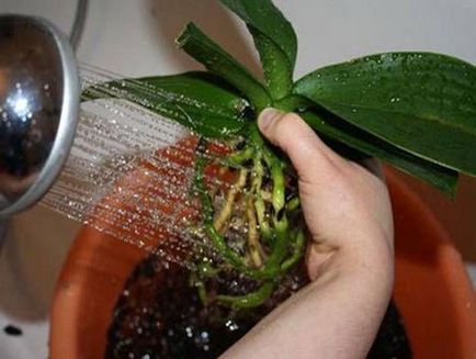 Cum să transplantezi o orhidee în casă prin transplant de phalenopsis corect, pas cu pas, video