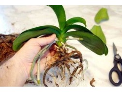Cum să transplantezi o orhidee în casă prin transplant de phalenopsis corect, pas cu pas, video