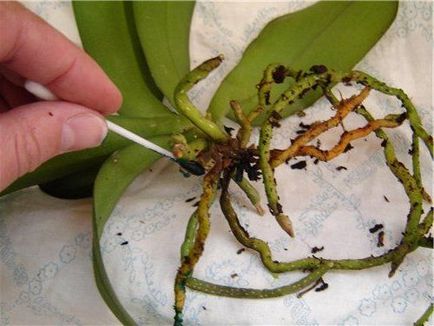 Cum să transplantezi orhideea la domiciliu prin transplant de phalenopsis corect, pas cu pas corect, video (transplant) Cum să transplantezi o orhidee în casă prin transplant de phalenopsis corect, pas cu pas, video