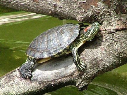 Як підготувати черепаху до сплячки