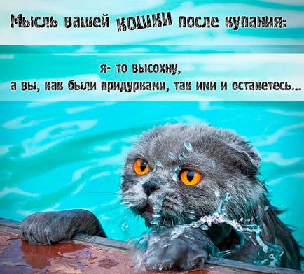 Як помити кота без води, муркотікі