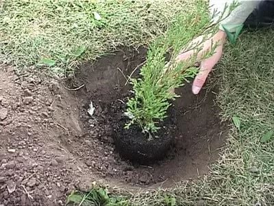 Cum să plantați în mod corespunzător un copac în țară, dispozitivul sistemului rădăcină