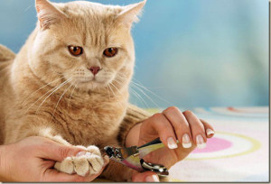 Cum să tăiați corect ghearele unei pisici de îngrijire pentru ghearele unei pisici, la St. Petersburg Sankt Petersburg