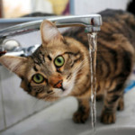 Як правильно стригти кігті кішці - догляд за кігтями кішки, в спб санкт-петербург