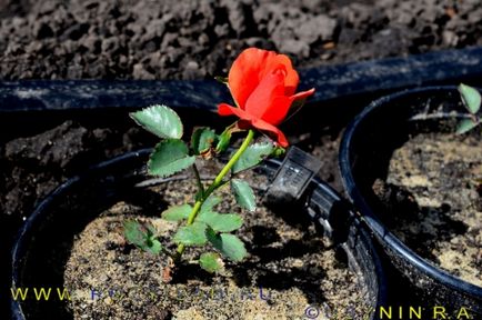 Як передбачити результати гібридизації троянди! Практична селекція троянди, для початківців розоводи