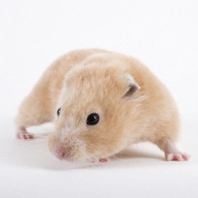 Cum să obișnuiți hamsterul cu roata