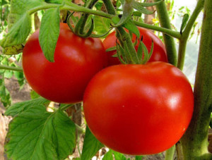Як садити, вирощувати і доглядати за томатами