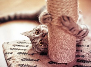 Cum de a face o pisica zgarietura pentru tine, metoda de acasa