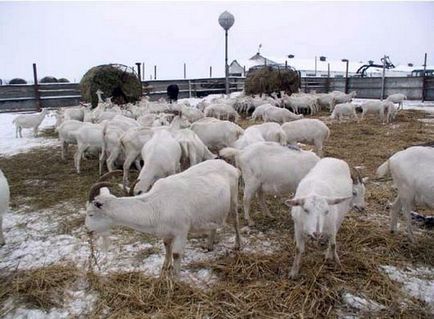 Як містити кіз взимку