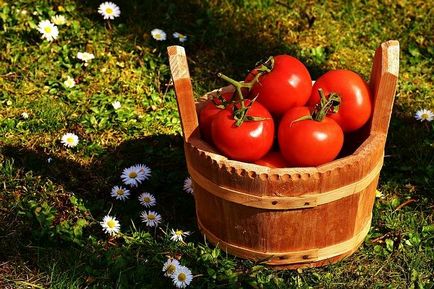 Як солити помідори на зиму - 5 покрокових рецептів