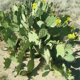 Cactusul prickly pere proprietăți utile și contraindicații
