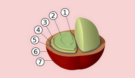 Як влаштовано кавове зерно
