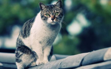 Як доглядати за ранами хворої кішки