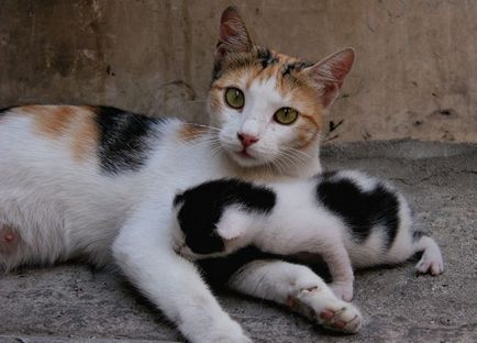 Cum se comportă pisica înainte de naștere - alocarea înainte de naștere la o pisică